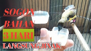 Download lagu How to tame a parrot with HUNGER THERAPY mp3