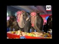 Elephants Eat Matzos For Passover
