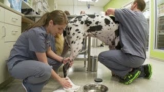 Veterinary techs' work: A 'labor of love'