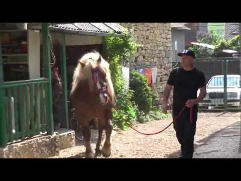 Armasar de monta   Capusu Mare, Cluj 4 mai 2018