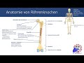 PRÜFUNGSWISSEN: Röhrenknochen Lage und Aufbau/Anatomie - Einfach erklärt! (Rettungsdienst/Pflege)