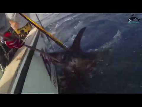 Top 5 fishing giant swordfish caught on camera part 2