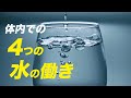 【栄養講座】体内での水の4つの働きと1日の必要摂取量「前半」【ビーレジェンド プロテイン】