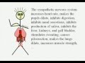 Comparison of the sympathetic and parasympathetic.