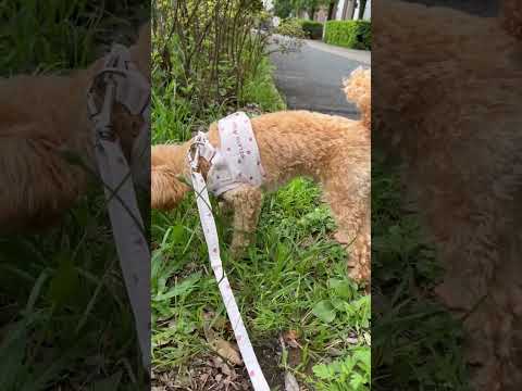 経営学科 草がフワフワ動いて上手く噛めないトイプードル10ヶ月 #toypoodle #トイプードル #puppy