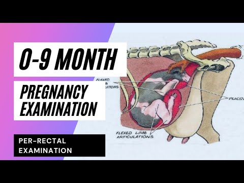 , title : 'Pregnancy Diagnosis in Bovine | Determination of Pregnancy | Per-rectal examination(0-9 month preg.)'