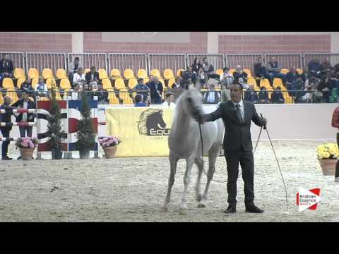 N.69 ELD'JASSMINAH AO - Milan 2016 - Mares 4-6 years old (Class 7)