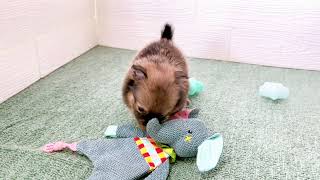 ハーフ犬の動画01