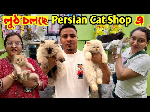 Persian Cat's Sale Low Price. Cat Market in Kolkata. Kolkata Cat Market.
