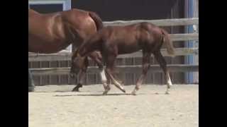 preview picture of video 'SOLD:  CADBURY CHOCOLATE 2012 colt 7-10-12'