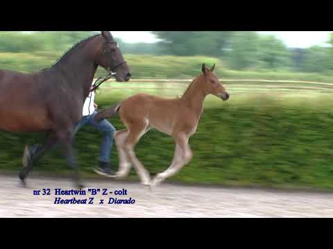 nr 32 Heartwin B Z stallion by Heartbeat x Diarado x Cassini