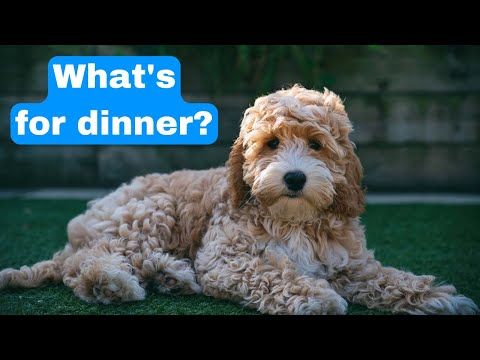 Best Food For a Cockapoo? Best Dog Food For Cockapoos.