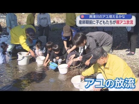 YouTube Video 天然のアユの数を増やそう　産卵期を前に静岡市の興津川で親アユの放流が行われる