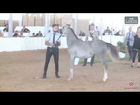 N 16 MALAK AL AZIZA   Israel Breeders' Show 2023   Futurity Fillys Class B Class 2