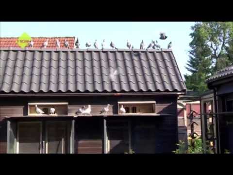 TIDE TV - Homing Pigeons -- the allure of air sports is dying out - "Hamburg always different!"