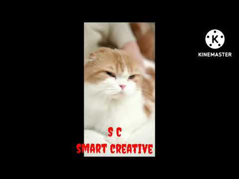 Cute cat funny video