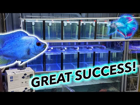 FISH ROOM BUILD * New Breeding setup! *