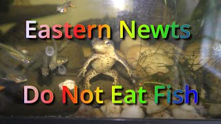 Eastern Newts Do Not Eat Fish