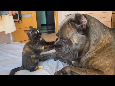 CATS AND DOGS Awesome Friendship - Funny Cat and Dog Vines COMBINATION