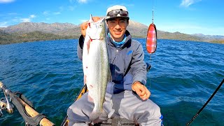BIGGEST KOKANEE SALMON I have Ever Seen!!! (New PB)