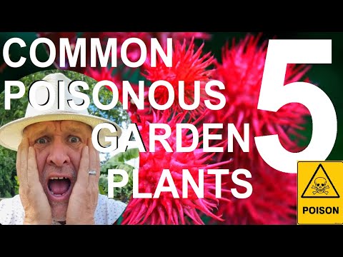 Five Common Poisonous Plants in Your Garden