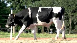 Vídeo 55 - 42º LEILÃO DA TRADIÇÃO | GADO GIROLANDO E HOLANDÊS HVB