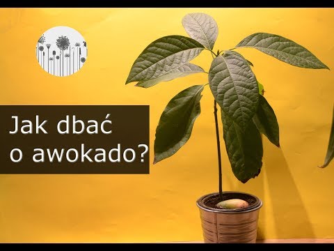 , title : 'Jak dbać o awokado? Uprawa, pielęgnacja i wymagania awokado'