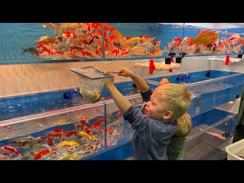 Predatory Fins is live!