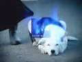 Stv Intro Dogs
