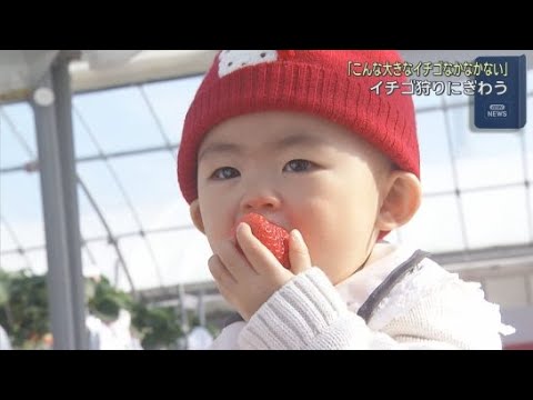 YouTube Video 寒さが厳しい中イチゴ狩りが人気　静岡・御殿場市「アグリモンスタースペシャル」