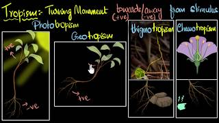 Tropism (Types, positive & negative) | Control & Coordination | Biology | Khan Academy