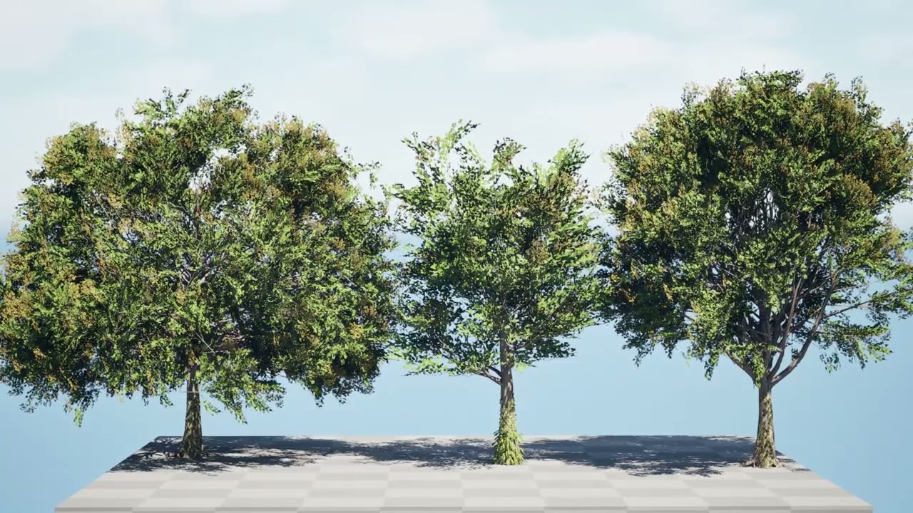 Pohon Frene Blanc Model 3D