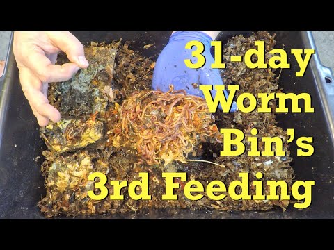 Damp red wiggler worm bin's 3rd feeding on day 31 - vermicompost
