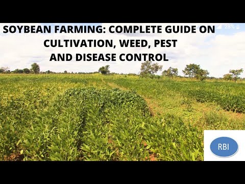 SOYBEAN FARMING PART 1: Land Preparation, Planting, Weed, Pest and Disease Control