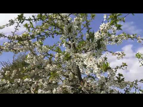 Gartenrundgang April 2020 - Obstblüte im Obstgarten Rosenweide