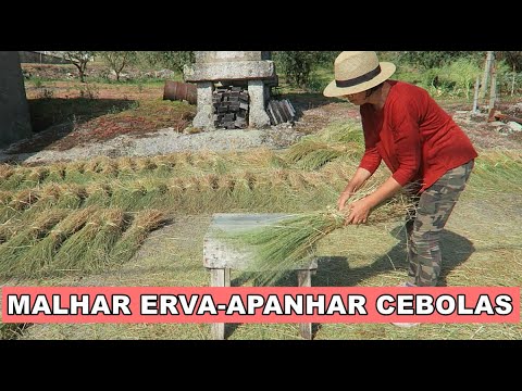 ROTINA NO CAMPO EM PORTUGAL-VIDA SIMPLES