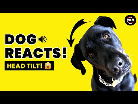 15 Sounds GUARANTEED to Make Your Dog Tilt Their Head🤯