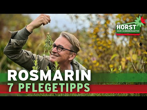 Rosmarin schneiden, gießen, trocknen, vermehren - 7 wichtige Tipps | Horst sein Schrebergarten