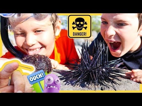 CATCH AND COOK - Eating VENOMOUS Sea Urchin (GOT SPIKED😱)