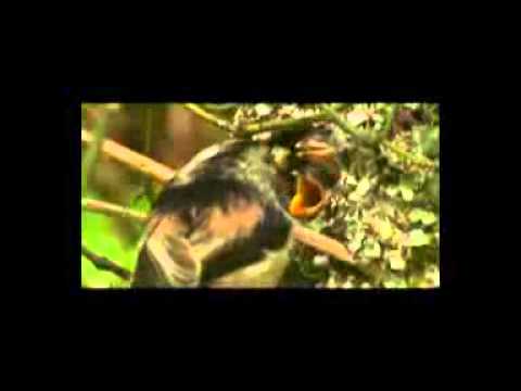 The Secret Life of Birds (2010)