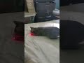 Gray Tabby Cat Chasing Laser Shorts