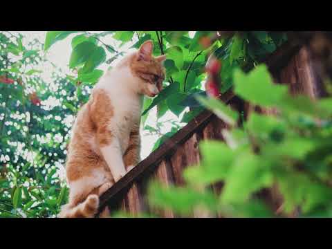 Beats 220219 Dark Electronica Wonder World Experimental