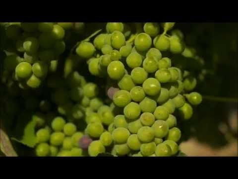 Somm - Trailer Cinematográfico