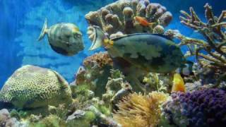 Jah Thomas &amp; The Roots Radics - Coral Dub