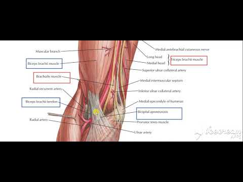 Brachial artery relations with muscles 3