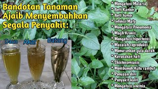 Download lagu Manfaat, Kandungan Daun Bandotan dan Cara Ngolahnya@jejakharianku3298 mp3