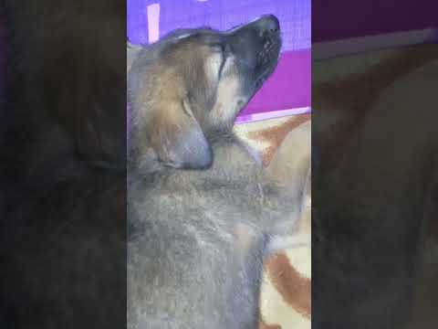 Cute dog.        #virslshorts #doglover #love #cute