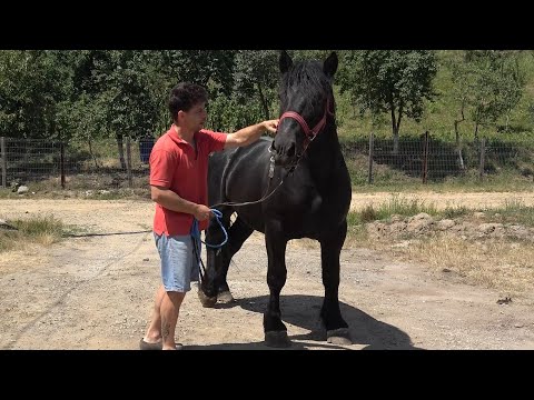 Caii lui Madalin - Ferma Victoriei  - Cuzap, Bihor - 2025 Nou!!!