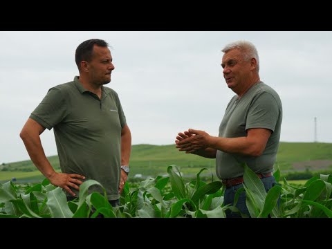 Porumb frumos la Bădeni, în Cluj, datorită tratamentelor Agricover