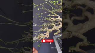 Download lagu PRUNING SANCANG CASCADE JUARA #viral #shorts #shortvideo mp3